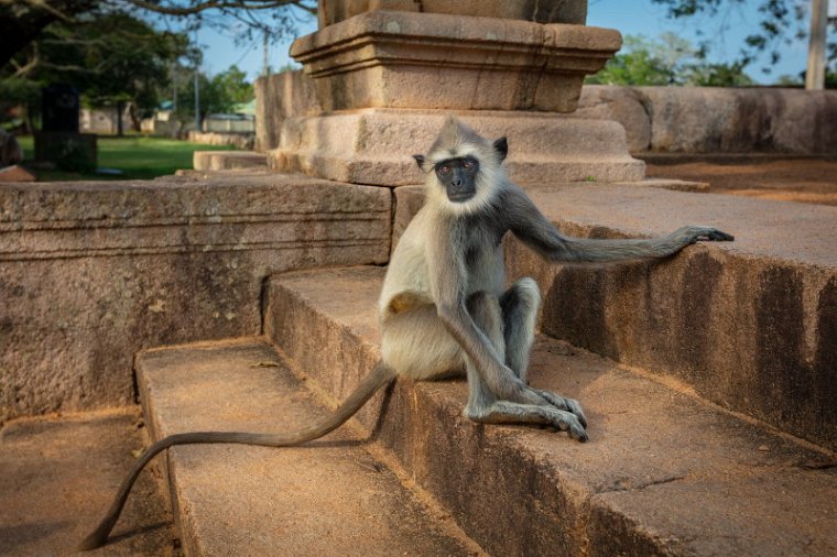 005 Anuradhapura, grijze langoer.jpg